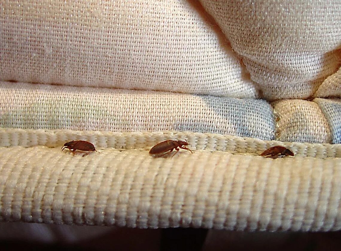 Лесные клопы в квартире фото Don’t bring bed bugs home. Check out these tips for safe travel in Kentucky and 