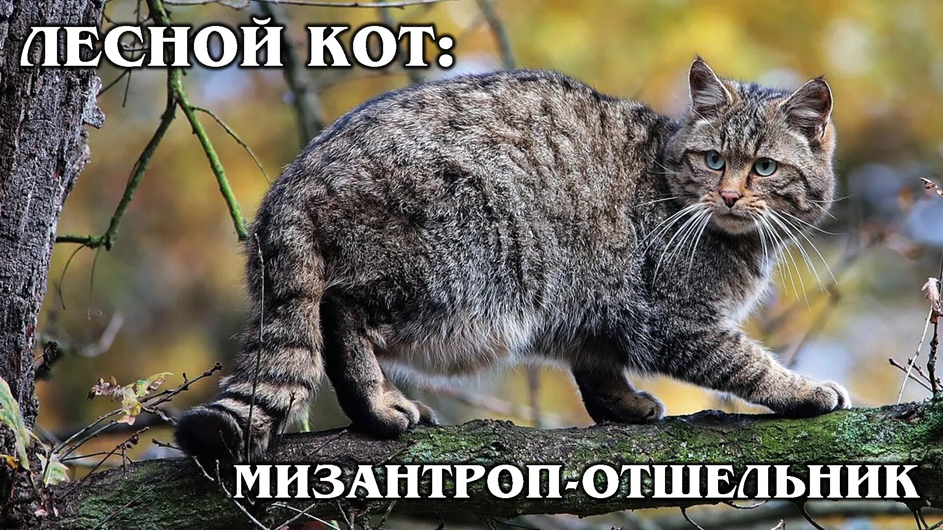 Лесные коты в россии фото и названия ЕВРОПЕЙСКИЙ ЛЕСНОЙ КОТ: Родственник горной китайской кошки Интересные факты про 