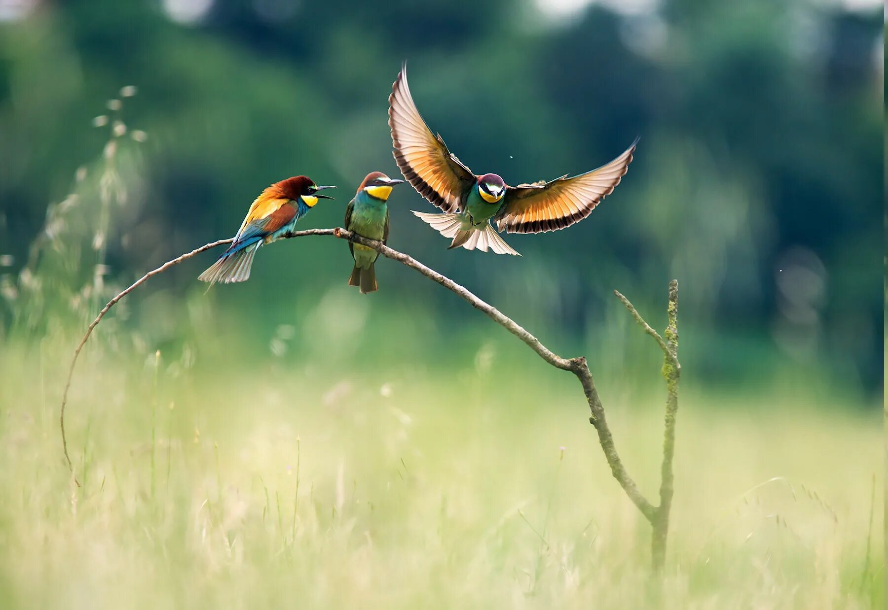 Лесные летающие птицы фото Wallpaper : landscape, birds, nature, branch, green, wildlife, beak, bee eaters,