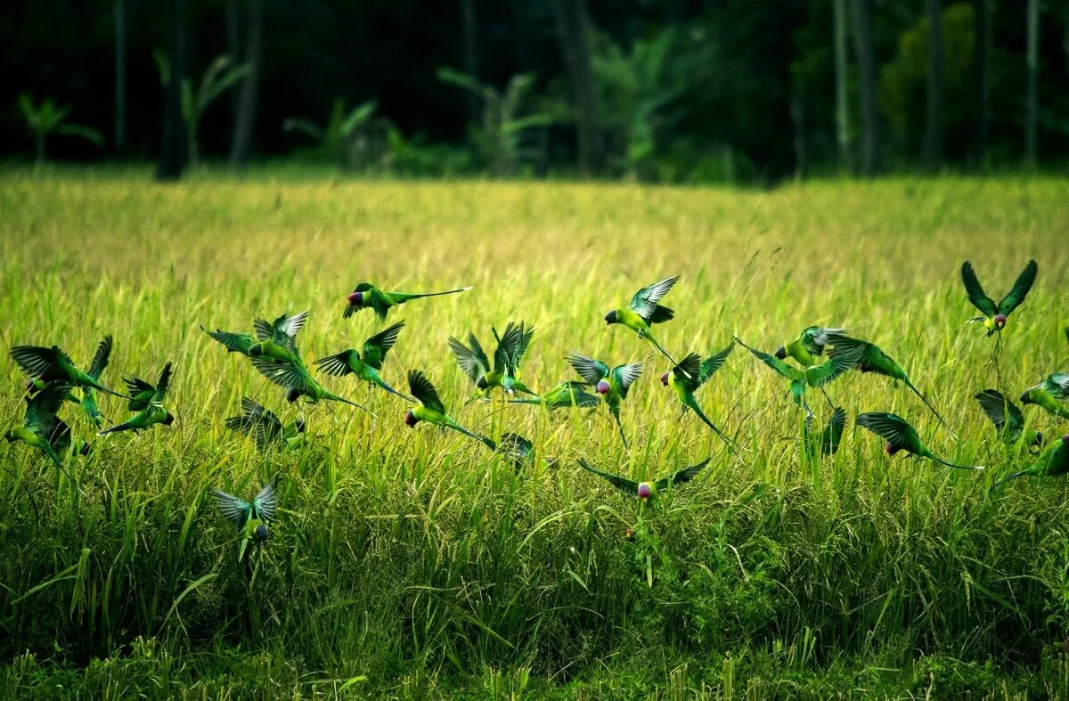 Лесные летающие птицы фото Free Images : nature, forest, wing, plant, field, lawn, meadow, prairie, leaf, f