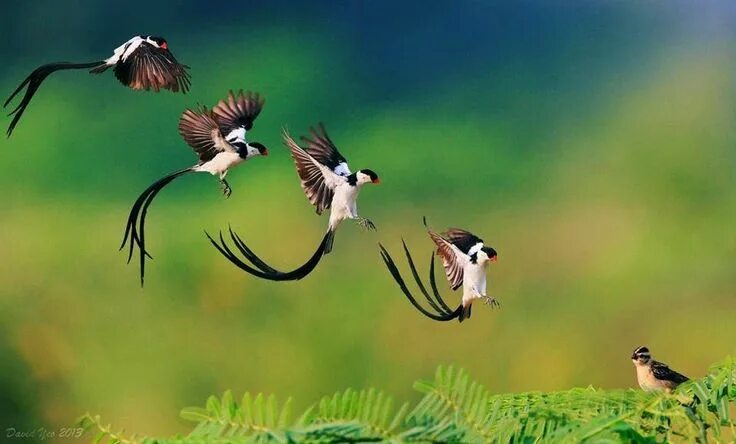 Лесные летающие птицы фото Pin on birds Beautiful birds, Bird photography, Bird photo