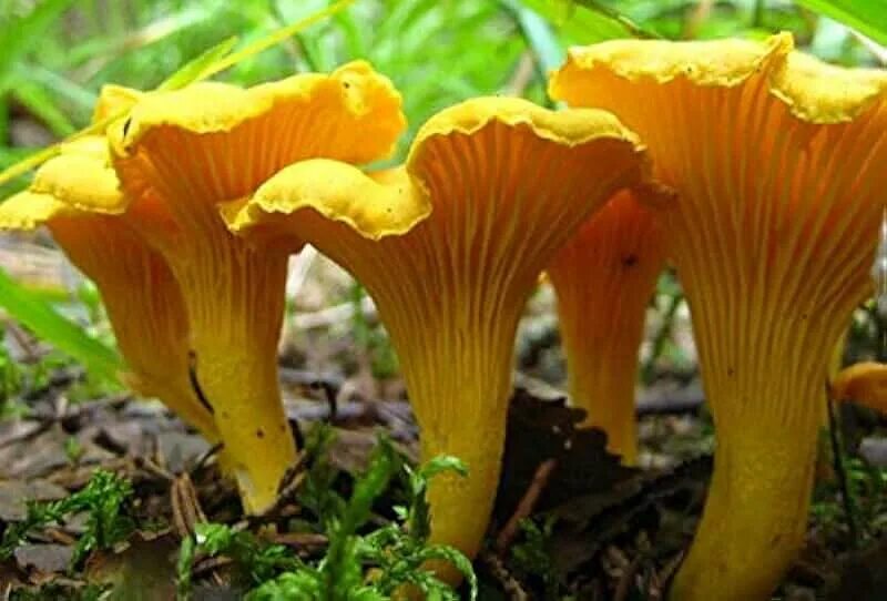 Лесные лисички фото Amazon.com: Oyster Mushroom Spores