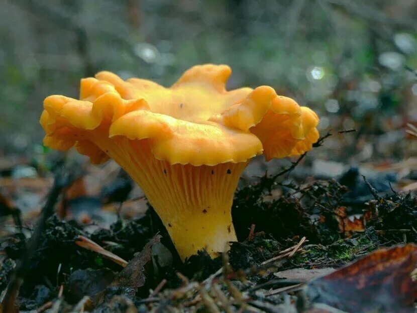 Лесные лисички фото Seeds Mushroom Chanterelle Lisichki Yellow Mycelium Spawn Dried Spores Ukraine e