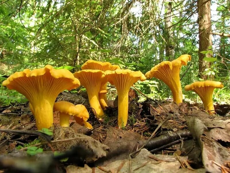 Лесные лисички фото Amazon.com: Portobello Mushroom Kit