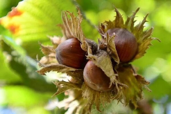 Лесные орешки фото Орехи на вашей даче - что можно посадить на своем земельном участке