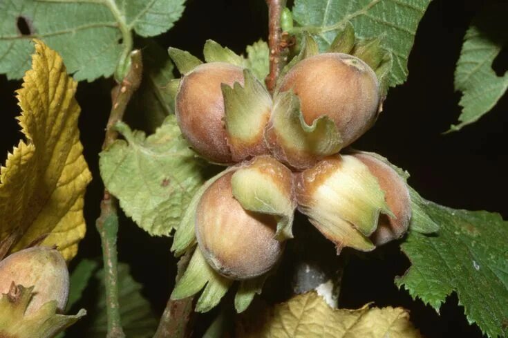 Лесные орешки фото 9 Sacred Woods to Use in Your Bonfire - And One to Avoid Varicose vein remedy, V