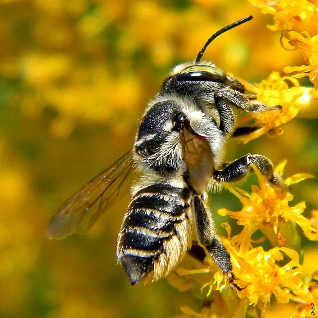 Лесные пчелы фото Leafcutter Bee U.S. Climate Resilience Toolkit