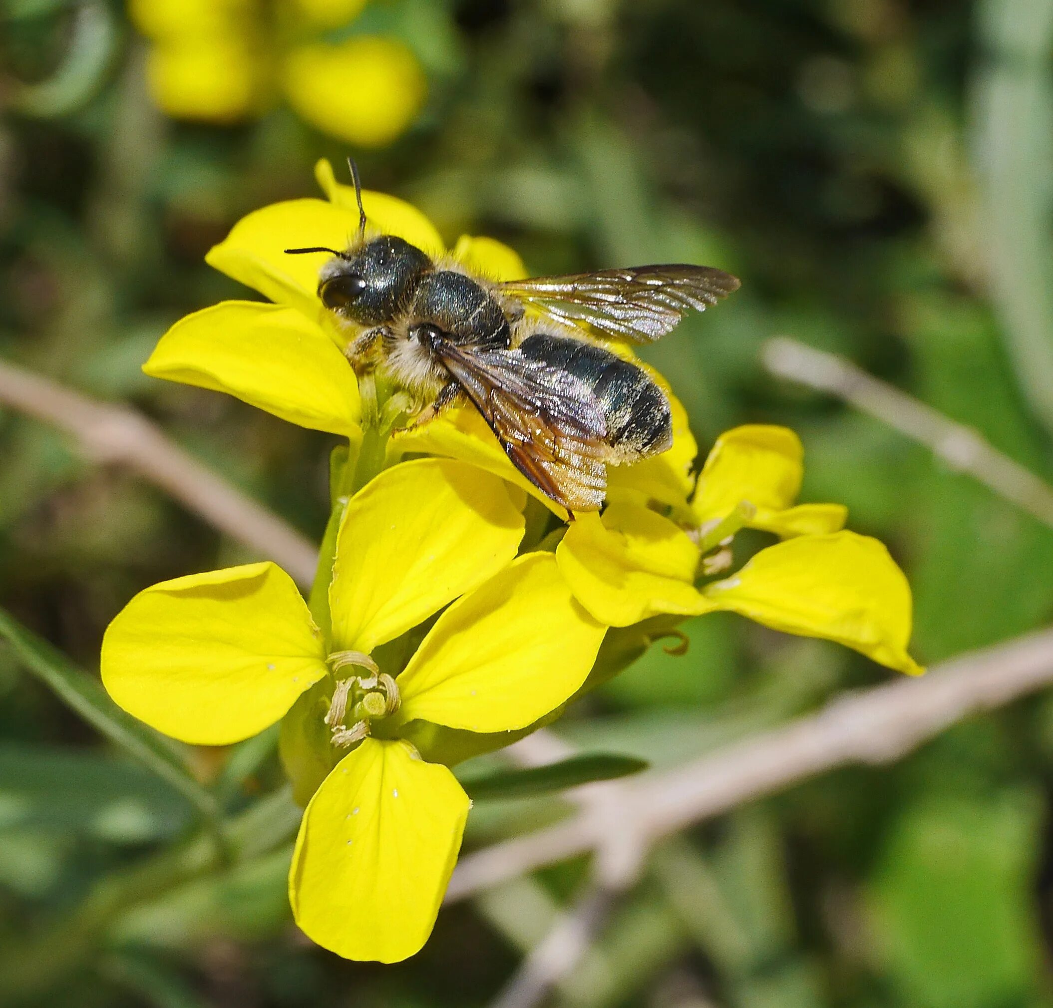 Лесные пчелы фото Free Images : nature, meadow, flower, summer, wildlife, pollen, pollination, bot