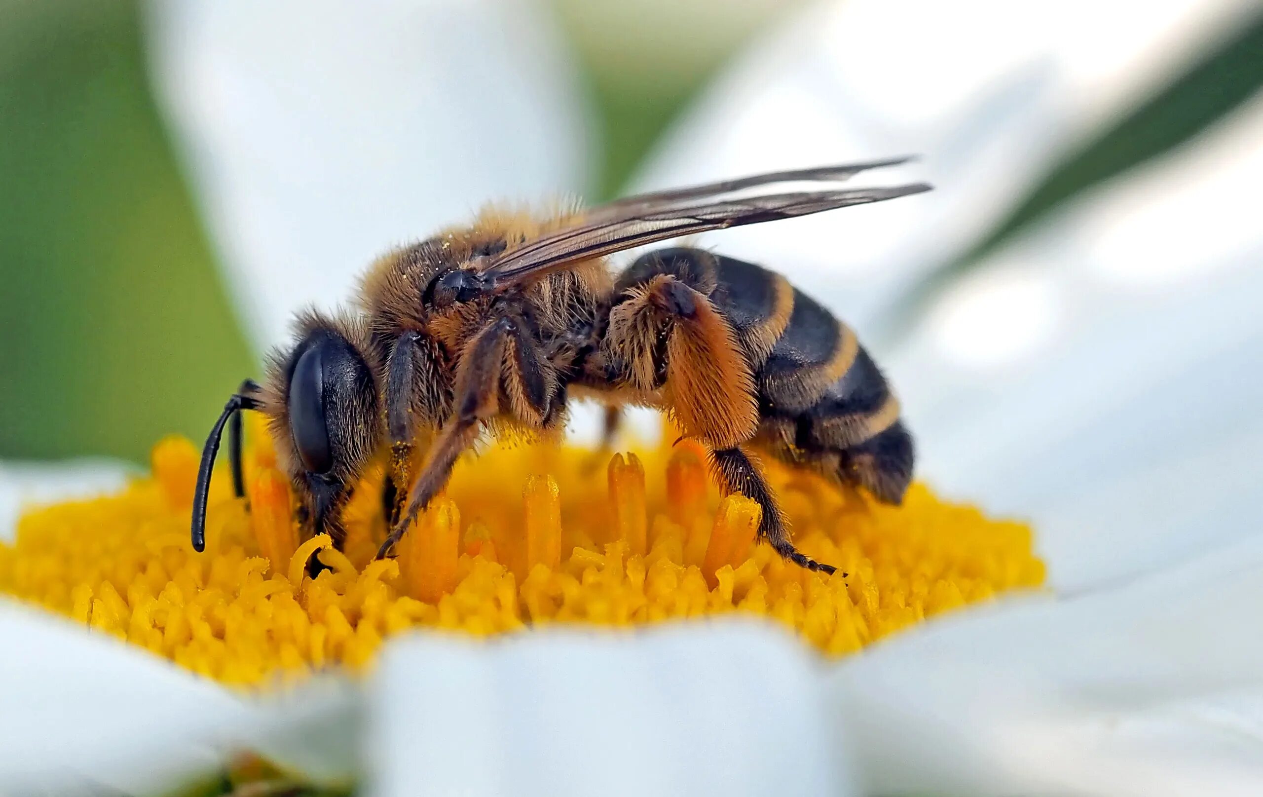 Лесные пчелы фото Wild Bee on flower close-up on blurred background free image download