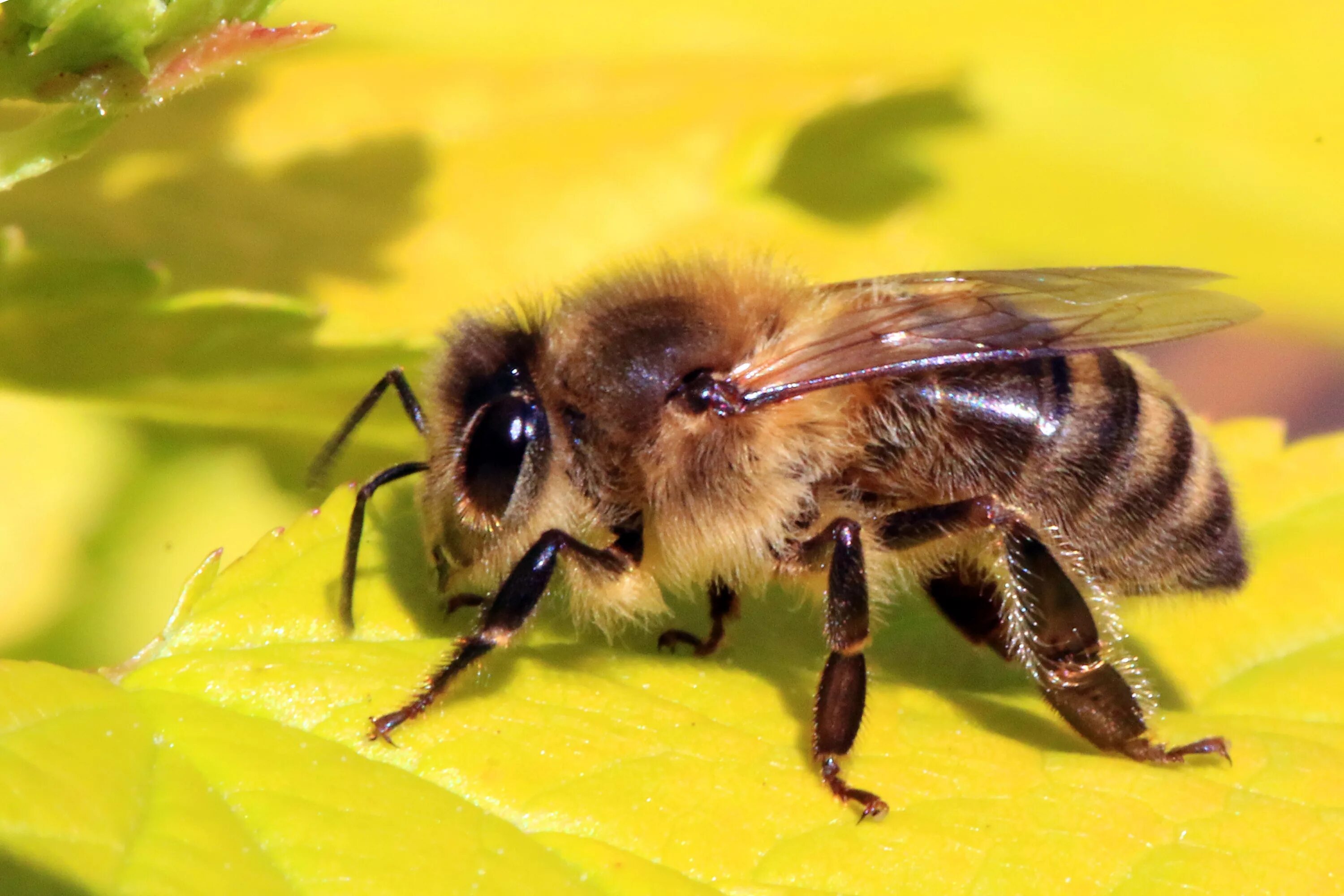Лесные пчелы фото Berkas:Honey bee (Apis mellifera).jpg - Wikipedia bahasa Indonesia, ensiklopedia