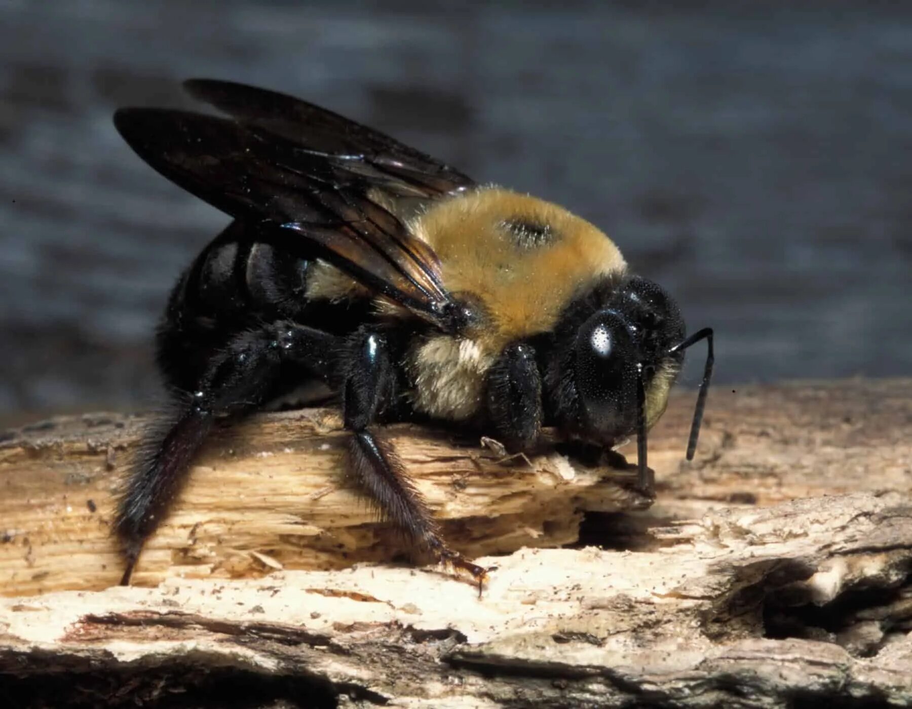 Лесные пчелы фото large_carpenter_bees - Pointe Pest Control Chicago Pest Control and Exterminator