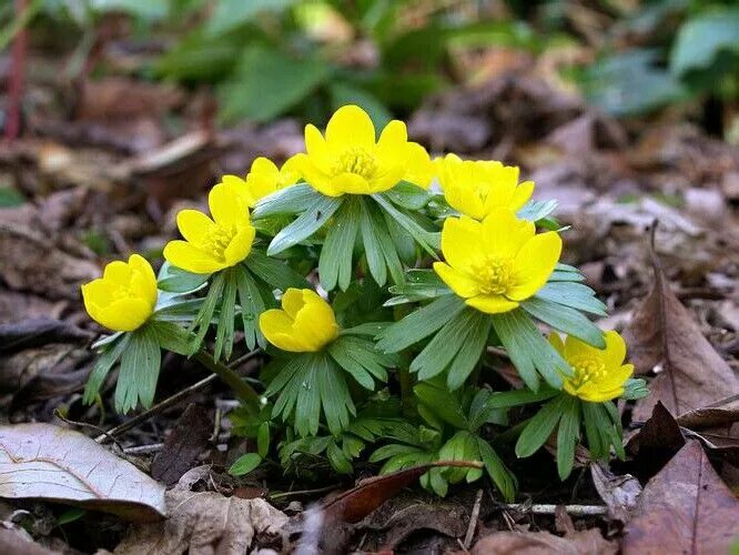 Лесные первоцветы фото Эрантис Globe flower, Bulbous plants, Bulb flowers