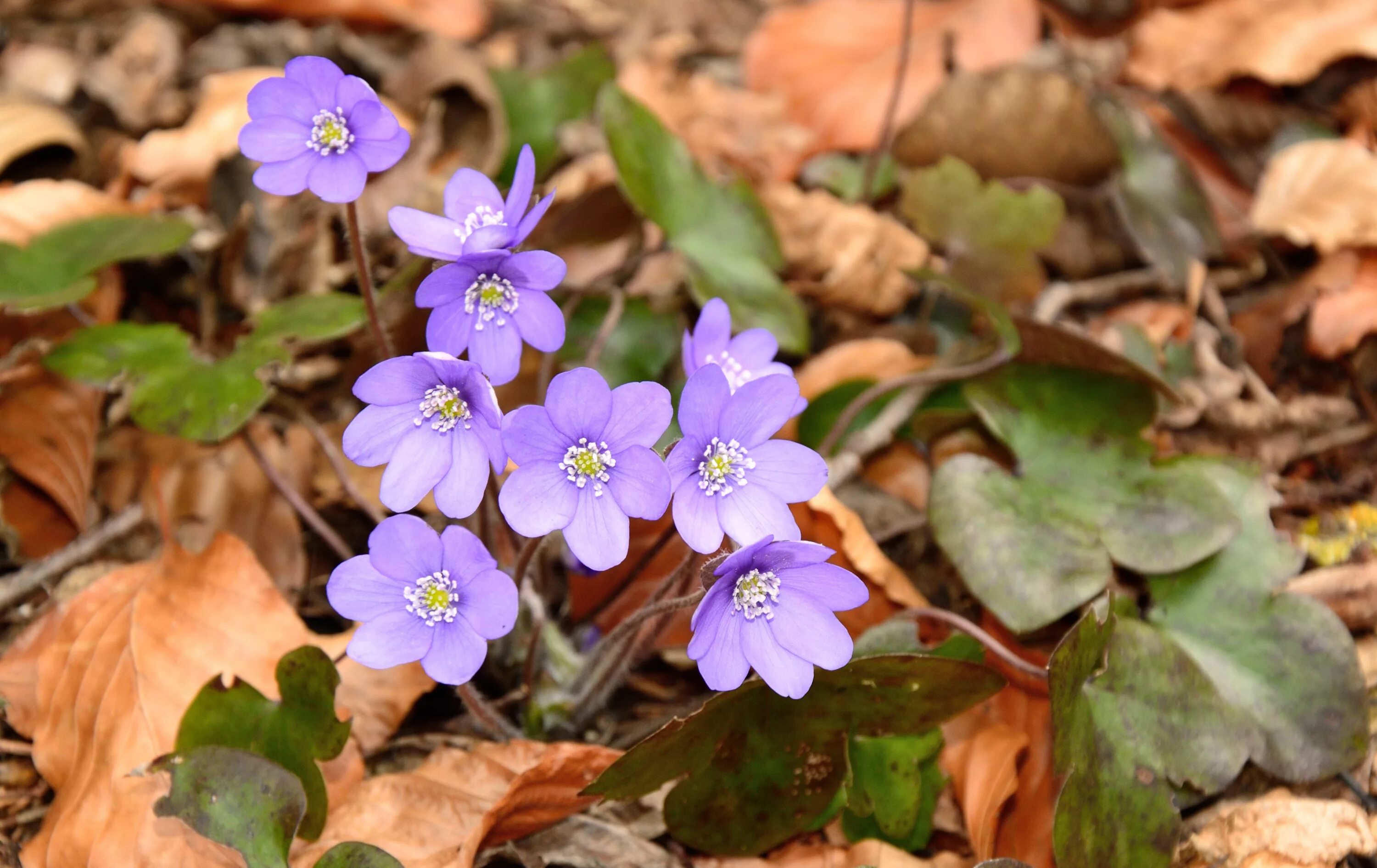 Лесные первоцветы фото Free Images : nature, blossom, ground, flower, petal, bloom, botany, flora, wild