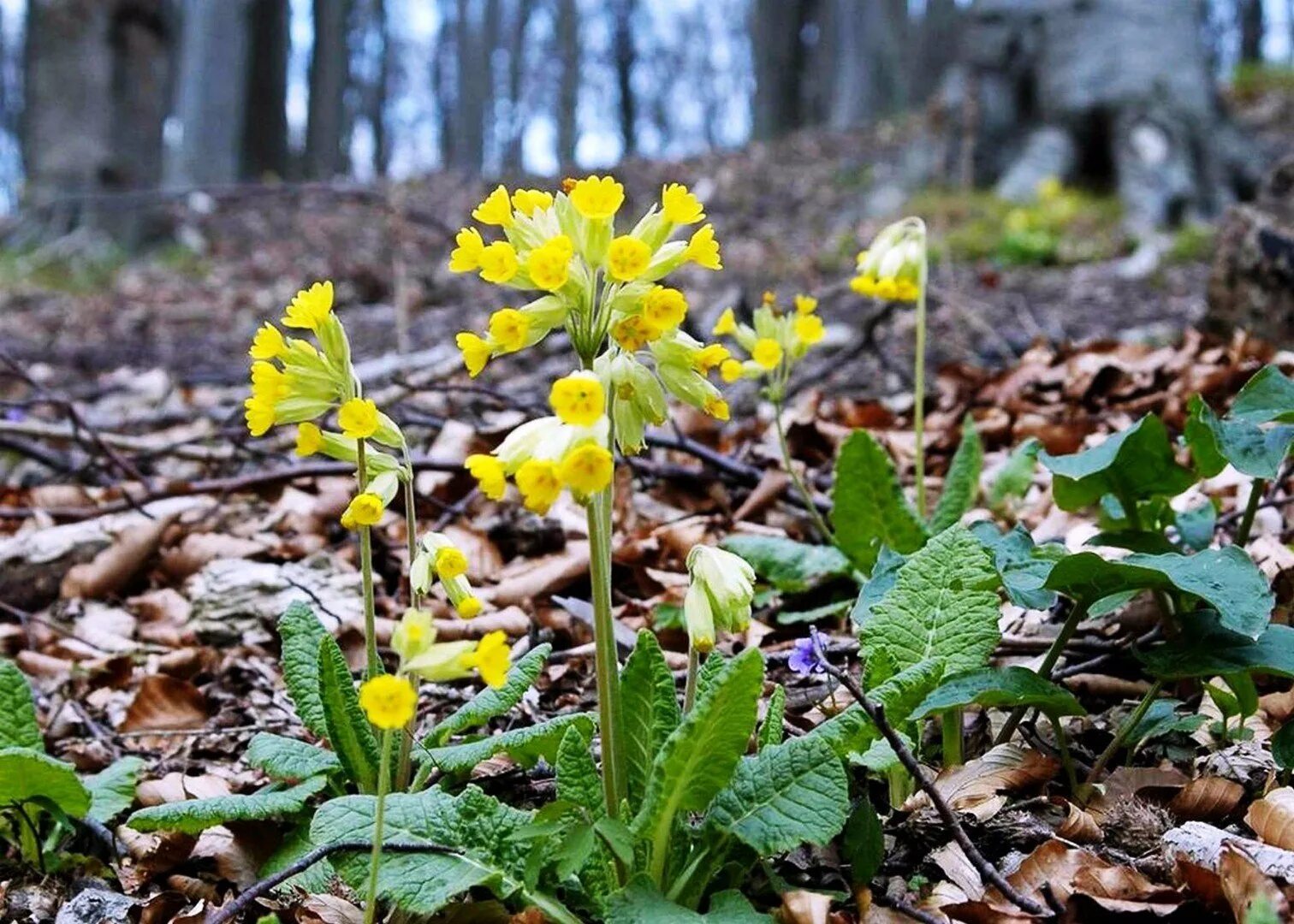 Лесные первоцветы фото Примула первоцвет фото - DelaDom.ru