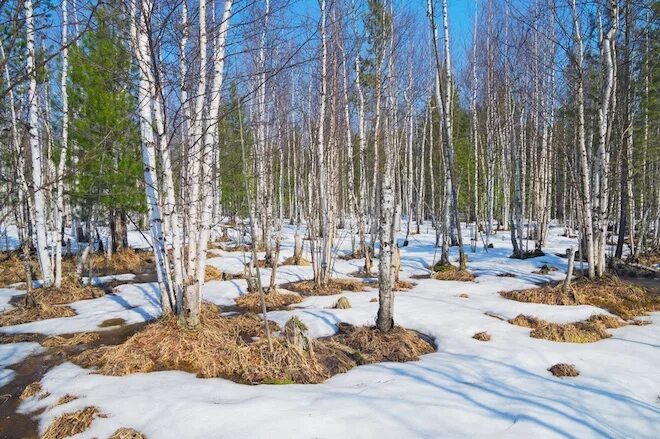 Лесные проталинки фото GISMETEO: Унылый апрель в Восточной Сибири