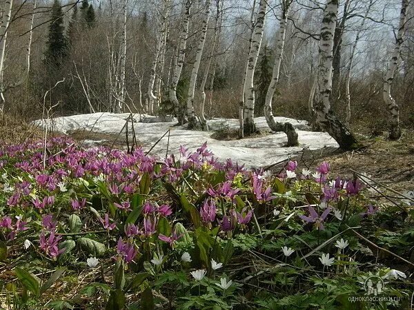 Лесные проталинки фото Ghim của Eliane Ott trên PAYSAGES ET NATURE