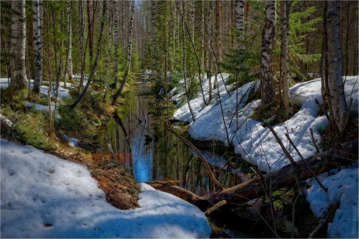 Лесные проталинки фото Мартовский лесной ручей (Юрий Баранов 6) / Стихи.ру