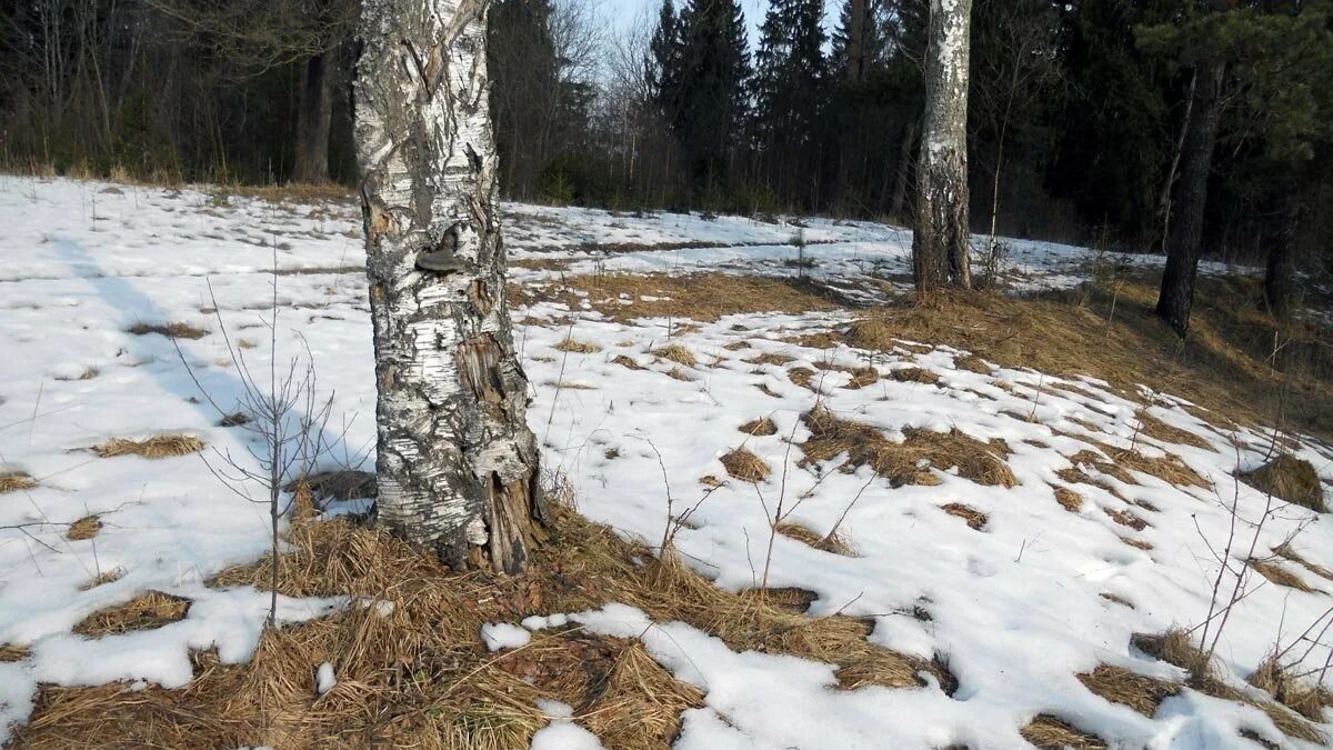 Лесные проталинки фото Проталинки... :: Анатолий Антонов - Социальная сеть ФотоКто