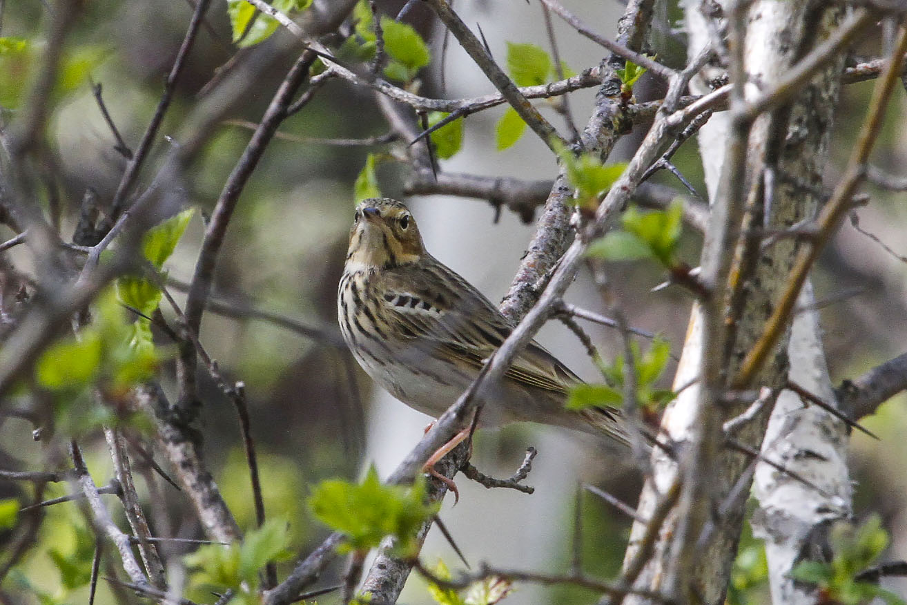 Лесные птицы фото Лесной конёк (Anthus trivialis). Птицы Сибири.