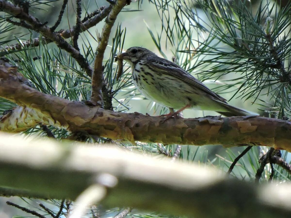 Лесные птицы фото Tree Pipit (Anthus trivialis). Birds of Siberia.
