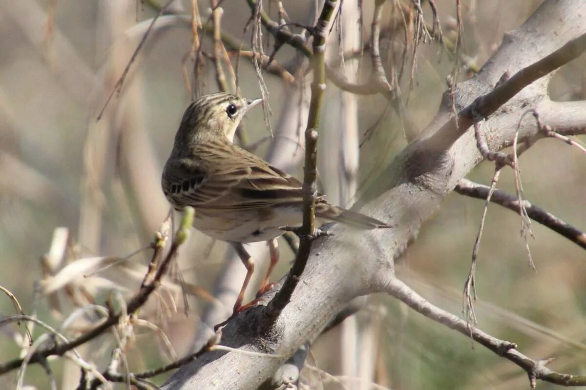Лесные птицы фото Tree Pipit (Anthus trivialis). Birds of Siberia.