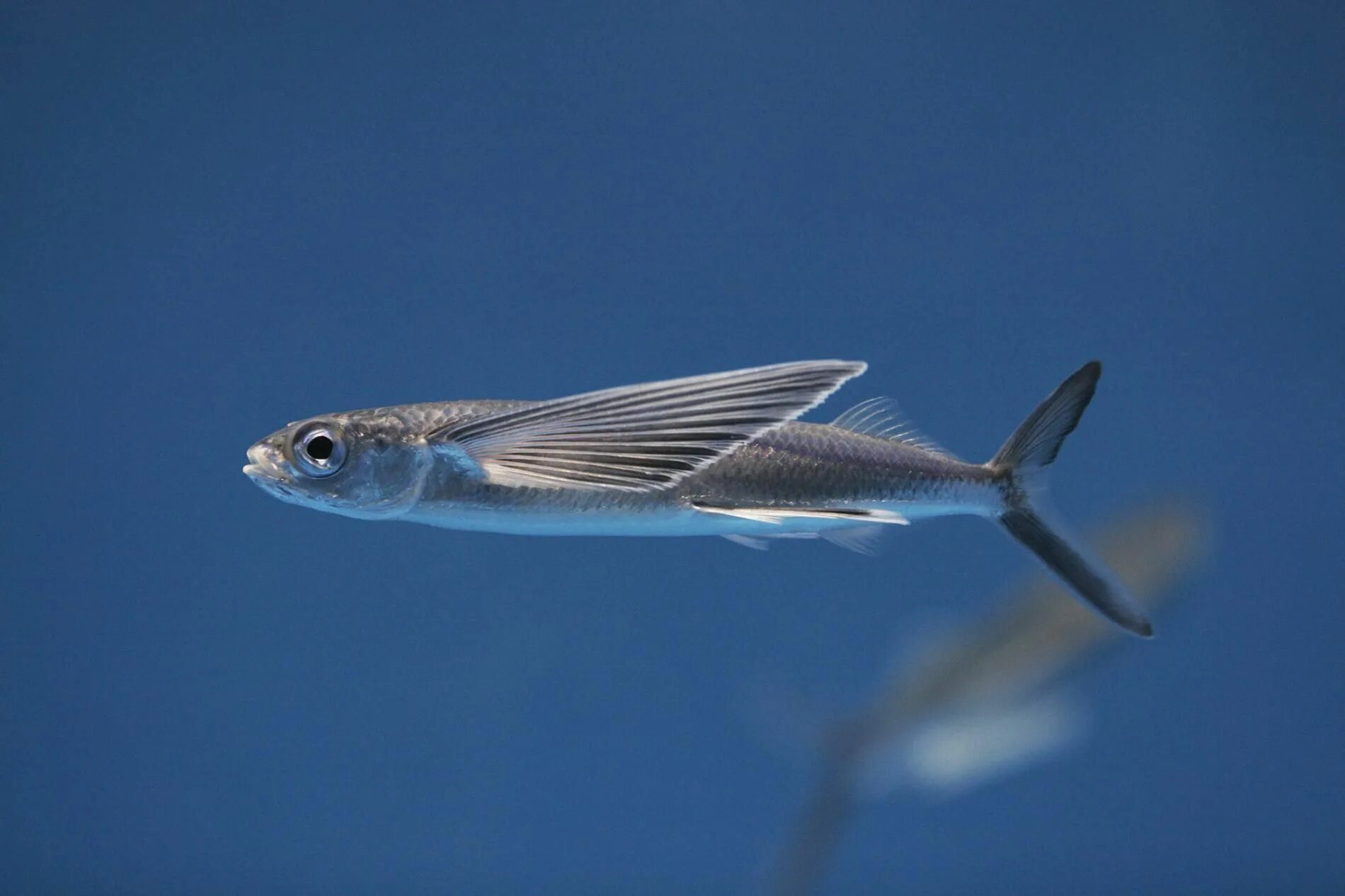 Летающая рыба фото Flying Fish National Geographic Fish, Underwater fish, Fly fishing