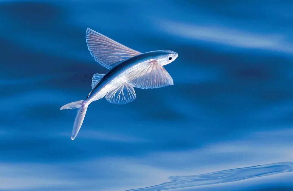 Летающая рыба фото Atlantic Flyingfish NatureRules1 Wiki Fandom