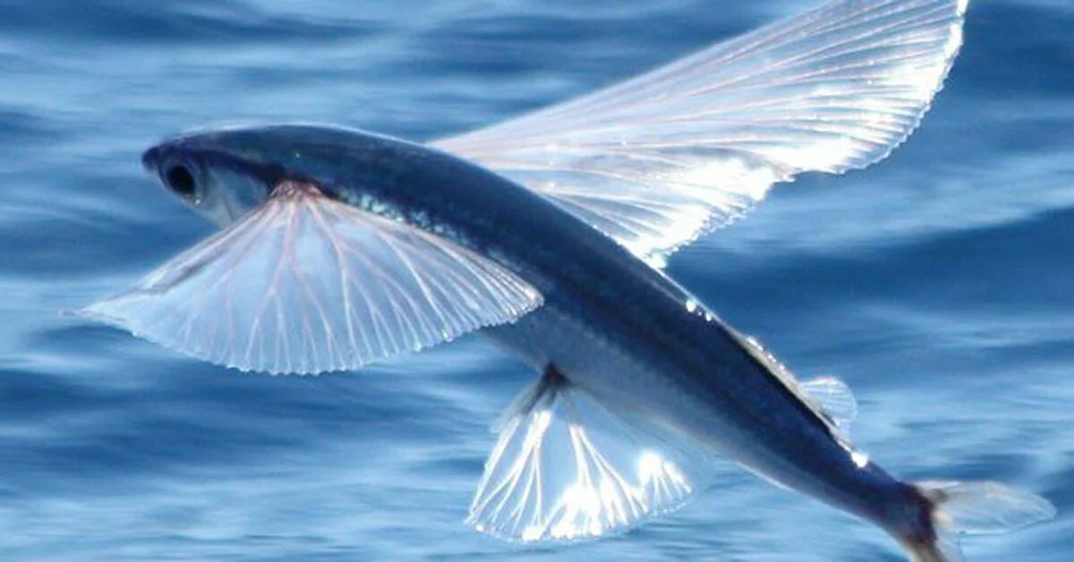 Летающая рыба фото Flying Fish—Aquatic Flight Instructors Animals, Fish, Watercolour inspiration