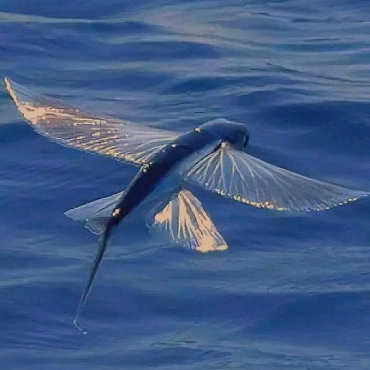 Летающая рыба фото Tropische Zeevissen de Flying Fish Zeevissen, Tropische vissen, Tropisch