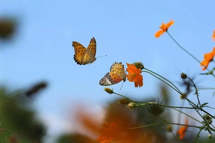 Летающие бабочки фото Pin by Christine Potocar on butterflies & moths Flowers, Plants, Moth