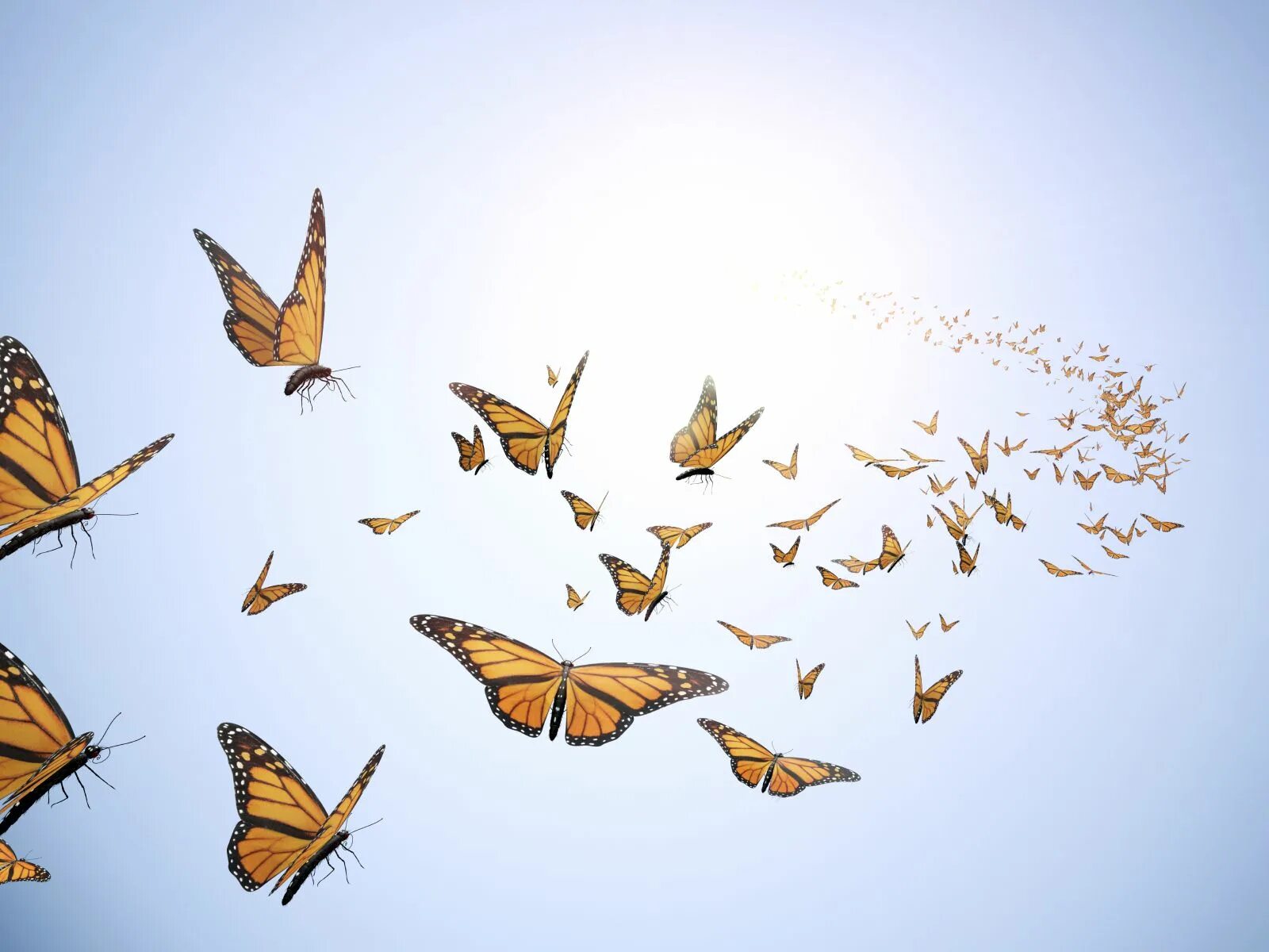 Летающие бабочки фото Butterflies flying, Fly drawing, Butterfly wallpaper