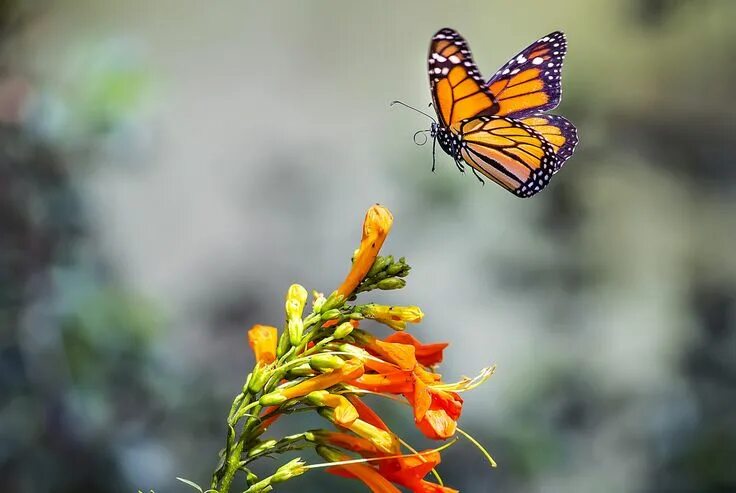 Летающие бабочки фото Monarch butterfly, Flying photography, Monarch butterfly images