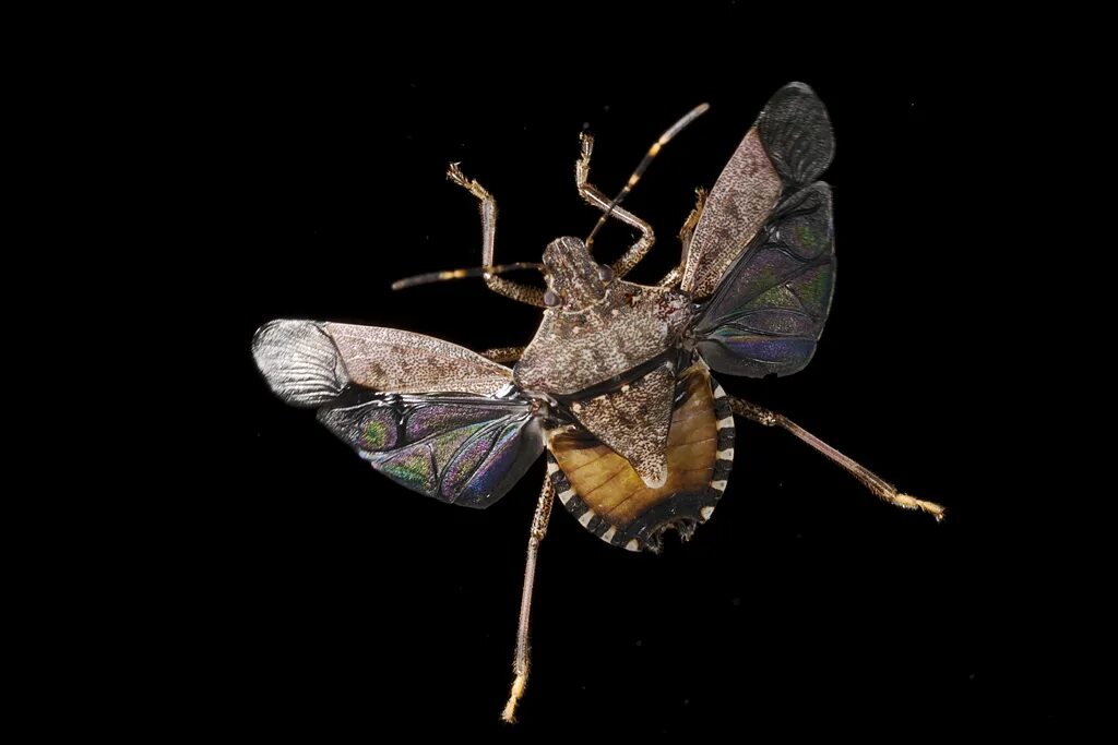 Летающие клопы фото Shield bug Triggered by StopShot from www.cognisys-inc.com. Flickr