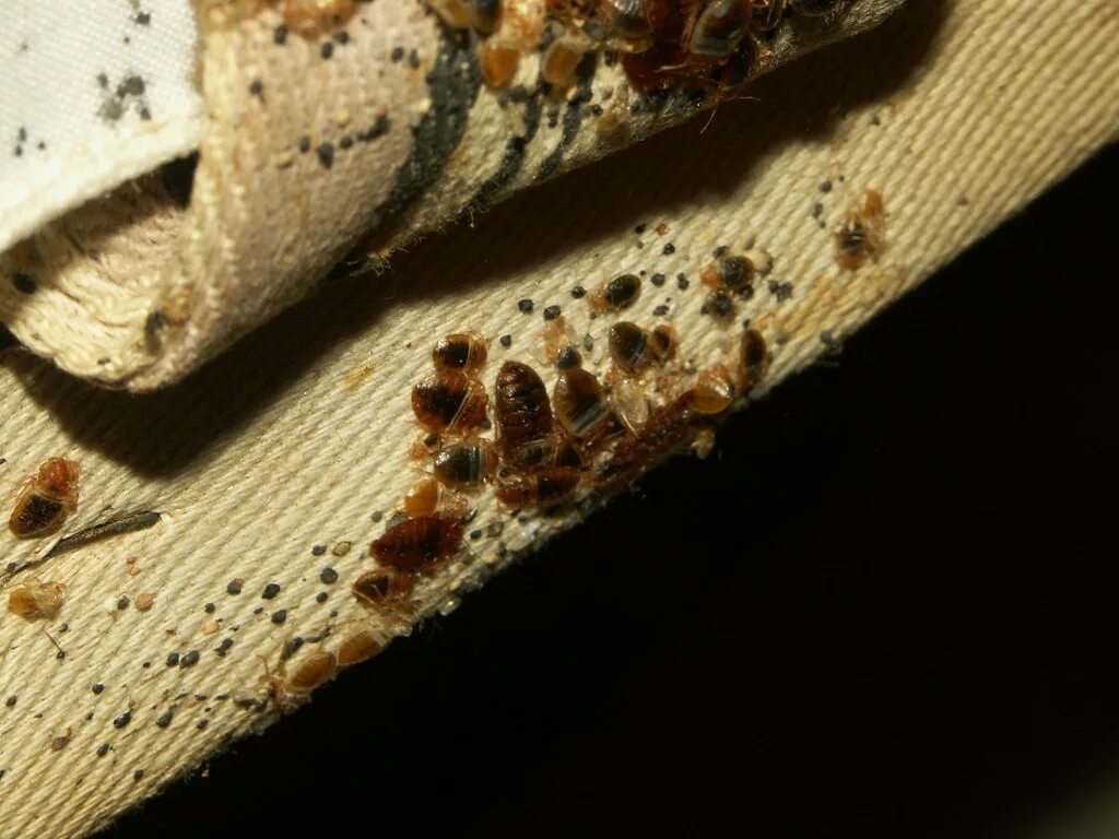 Летающие клопы в квартире фото Old box spring, underside of canvas strap 2 and box spring. Flickr