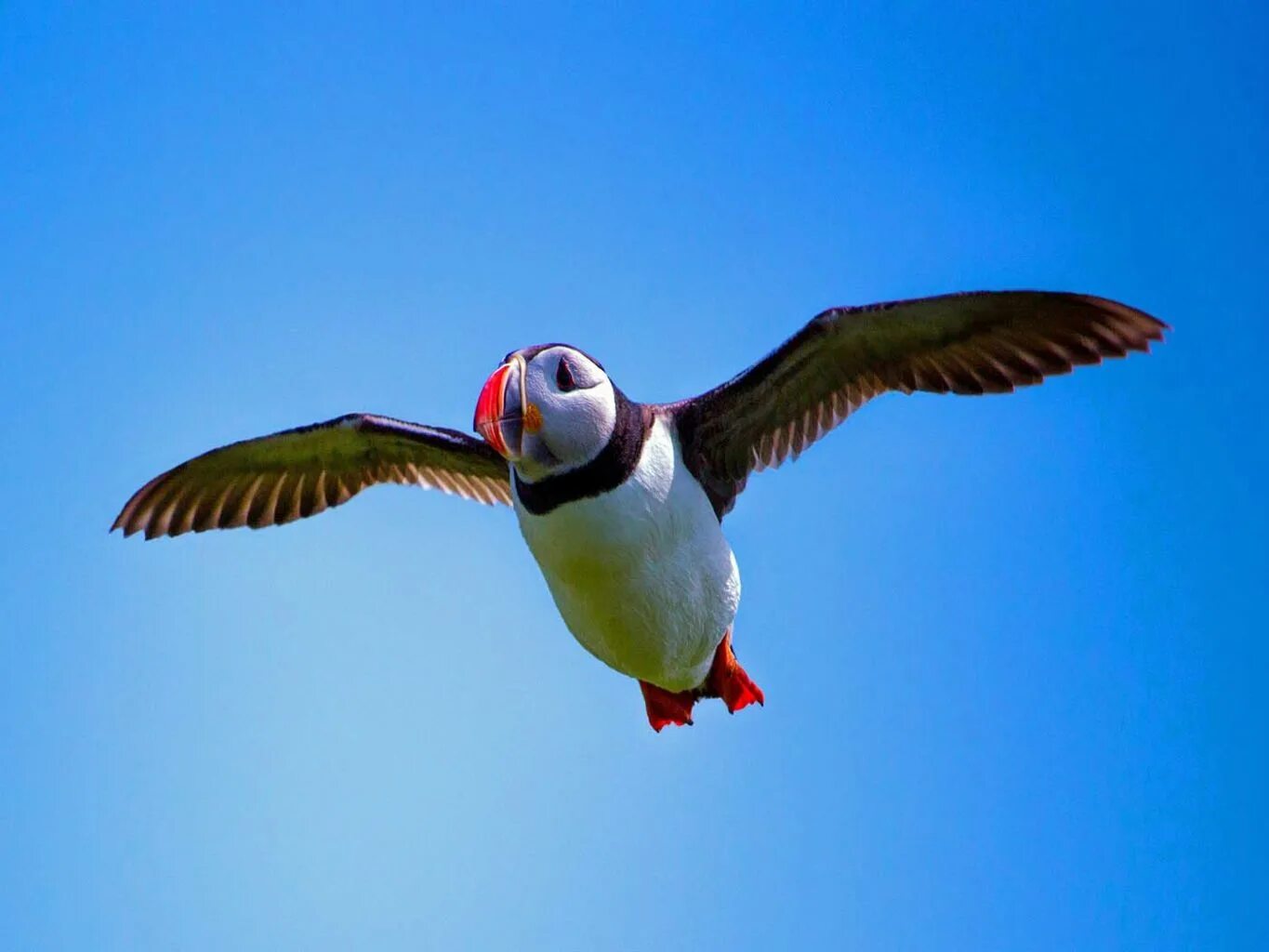 Летающие птицы фото Farne Islands Northumberland Coast