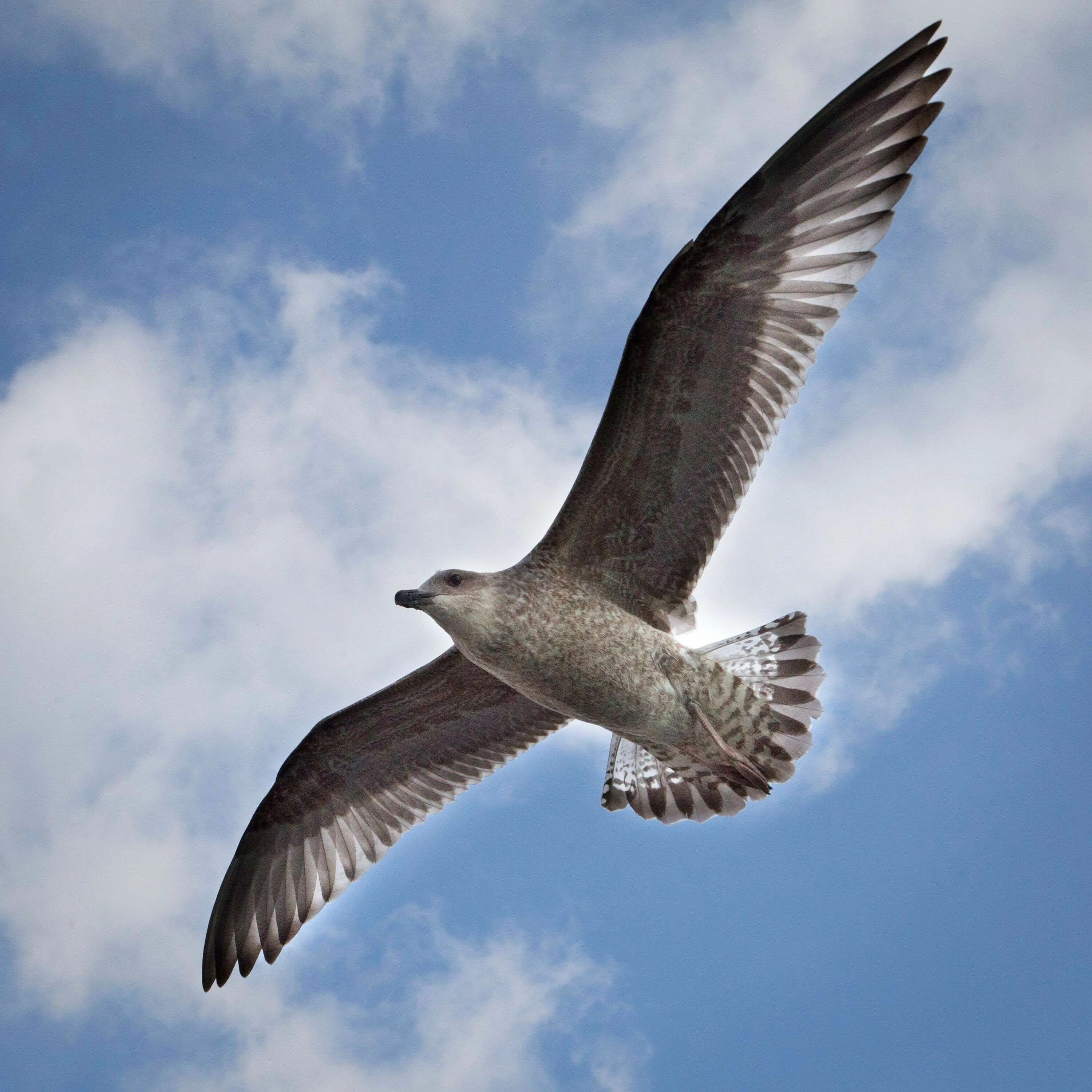 Летающие птицы фото #bird #flying #seagull Bird, Birds flying, Cool wallpaper