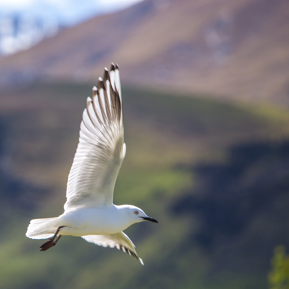 Летающие птицы фото shallow focus photography of white bird flying in the sky photo - Free Bird Imag