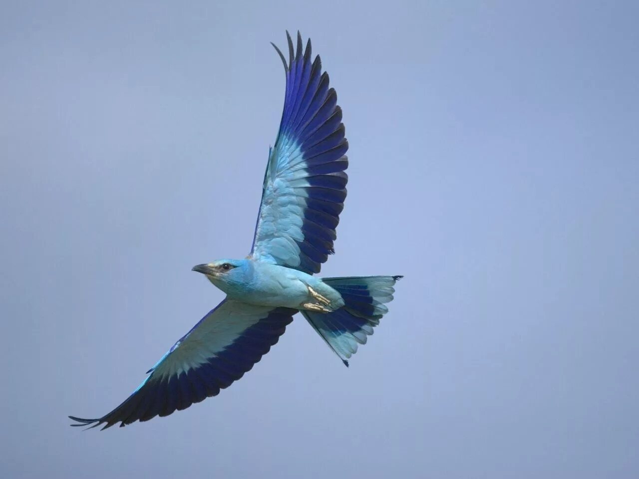 Летающие птицы фото 1280x960 Wallpaper bird, wings, sky, flying Flying birds images, Birds flying, B