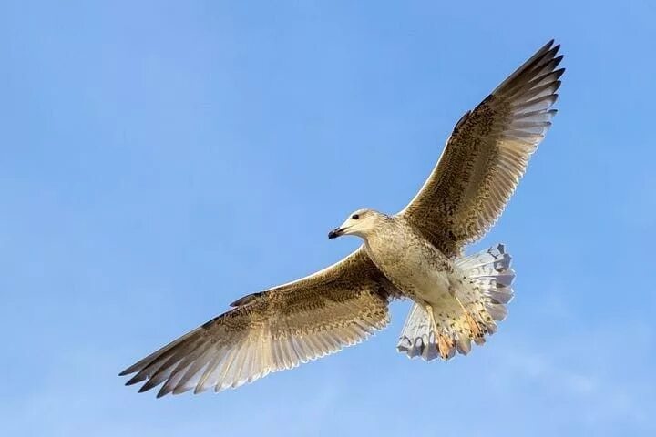 Летающие птицы фото ป ก พ น โ ด ย ผ ป ก พ น ใ น Eagles, seagulls and hawks/ Águias, gaivotas e falcõ