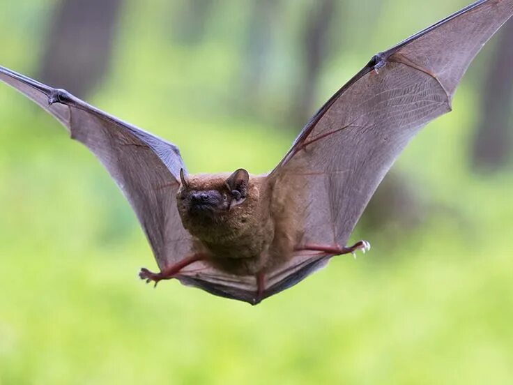 Летающие животные фото Little brown bat