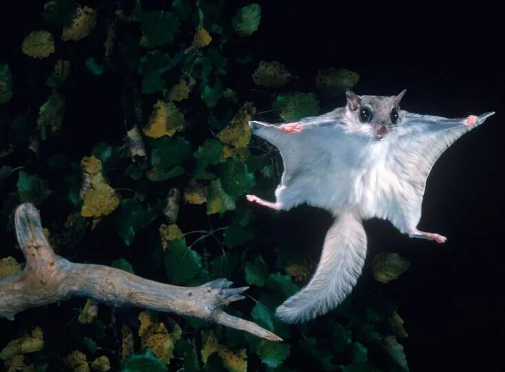 Летающие животные фото Flying squirrel Flying squirrel, Japanese dwarf flying squirrel, Animals