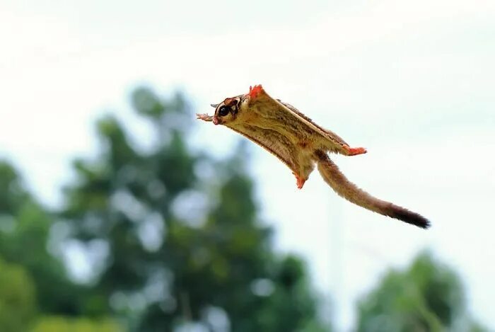 Летающие животные фото Sugar Glider Sugar glider, Animals, Sugar glider baby