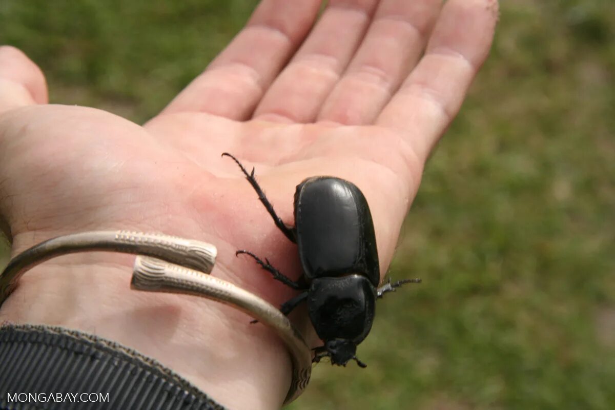 Летающие жуки фото Large black beetle on a person's hand (Kalimantan, Borneo - Indonesian Borneo)