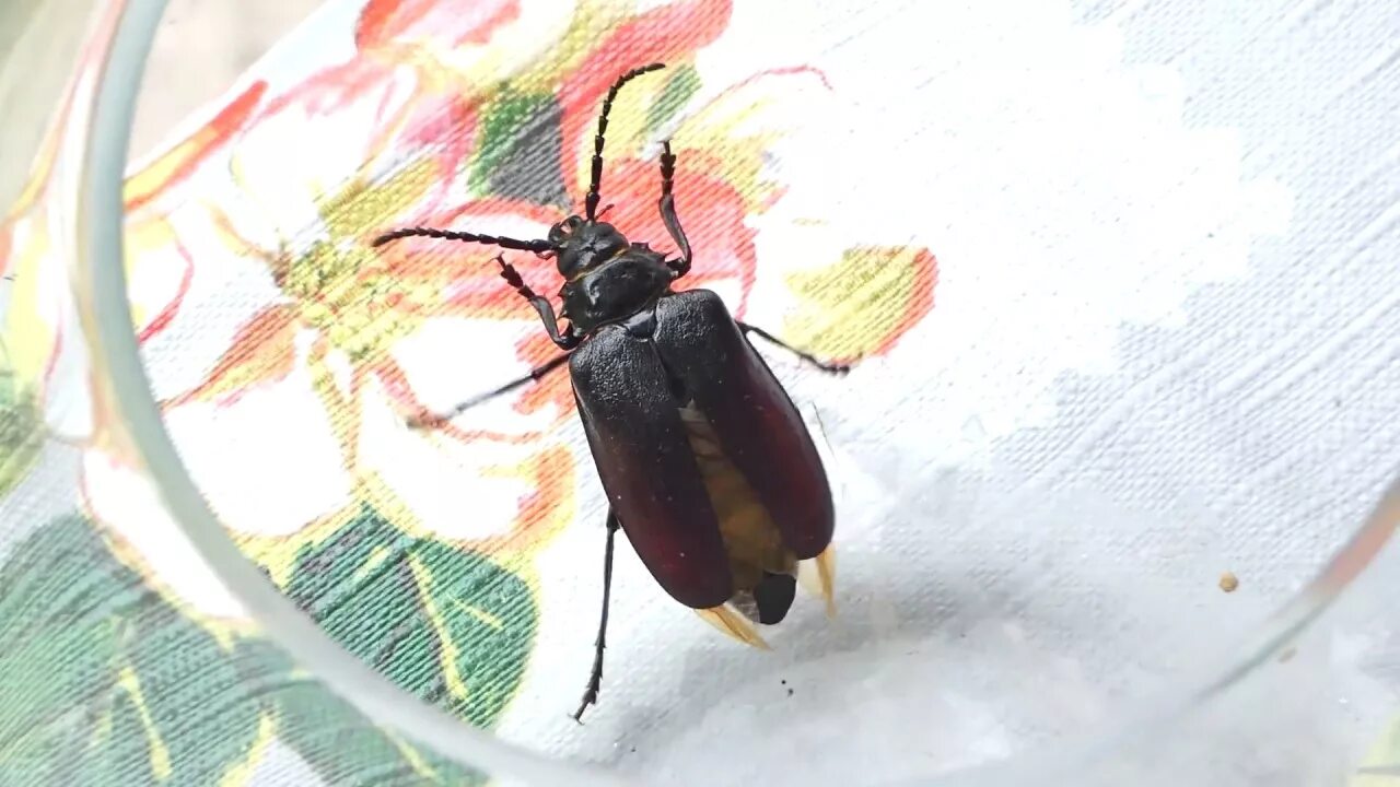 Летающие жуки фото Chrząszcz próby lotu - Beetle flying practice - YouTube