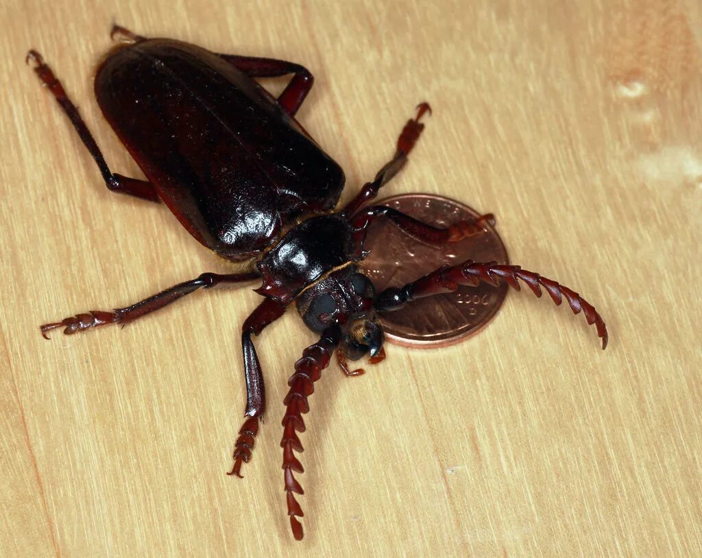 Летающие жуки фото Prionus californicus (a.k.a. "big ass flying beetle") with. Flickr