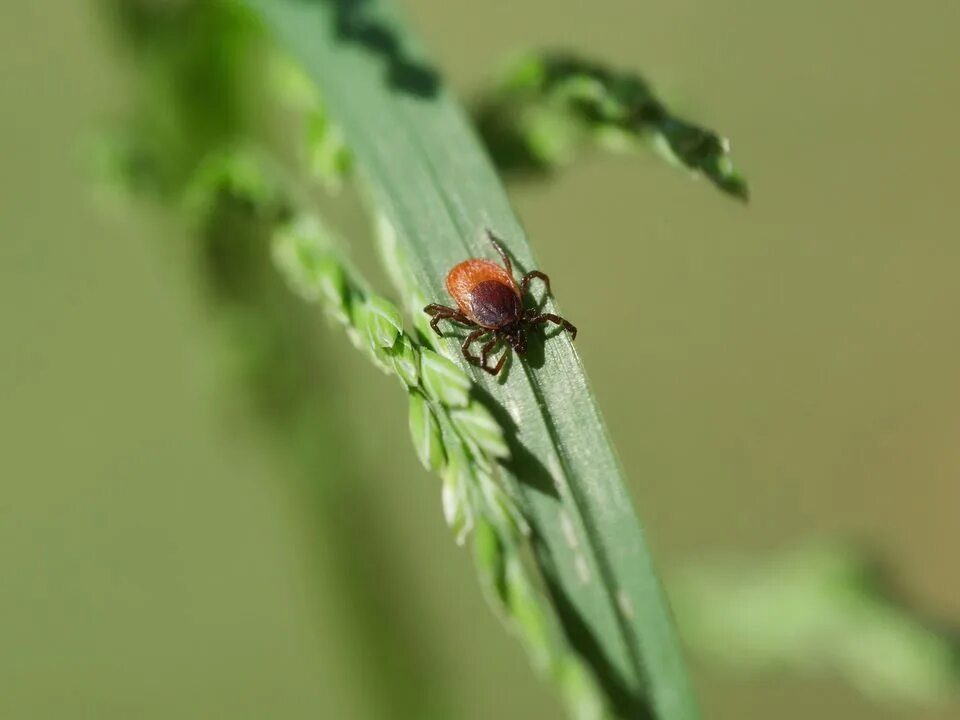 Летающий клещ в лесу фото This Year’s Tick Forecast Is Not Looking Good