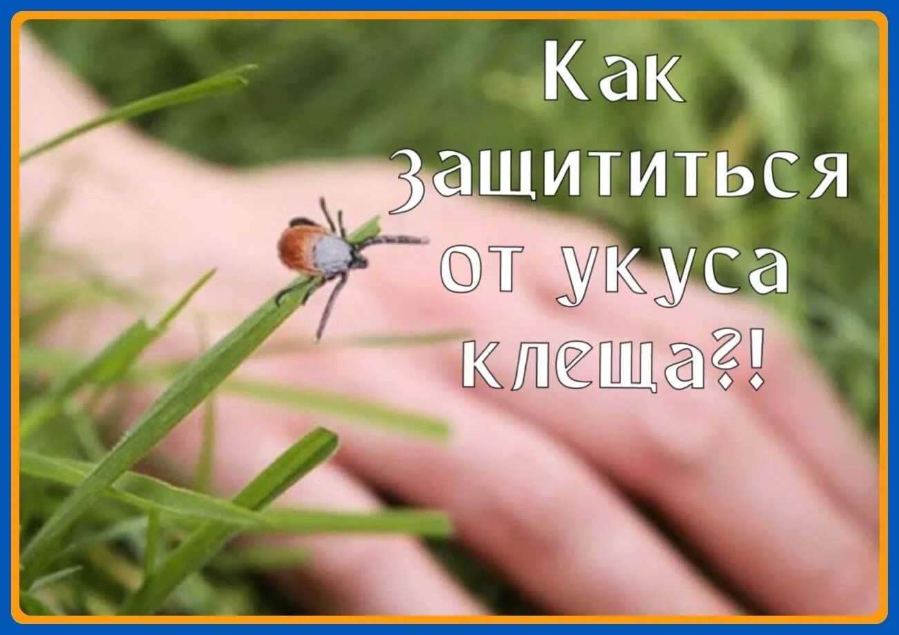 Летающий клещ в лесу фото Не забывайте об опасности, которую несут клещи! - Новости - Главное управление М