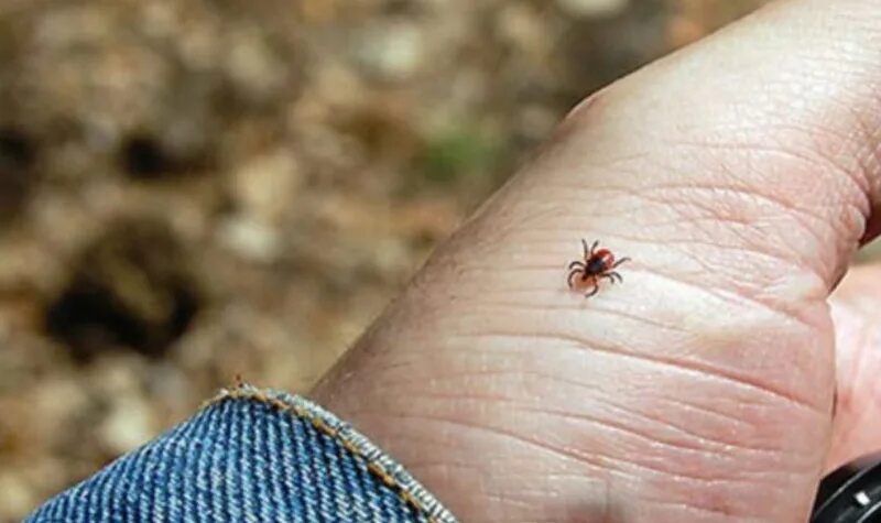 Летающий клещ в лесу фото Смертельно опасное насекомое выходит на охоту