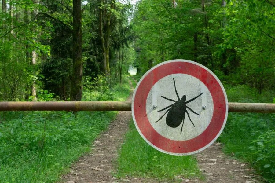 Летающий клещ в лесу фото В Верх-Исетском районе зарегистрировано 982 пострадавших от укусов клещей - Ново