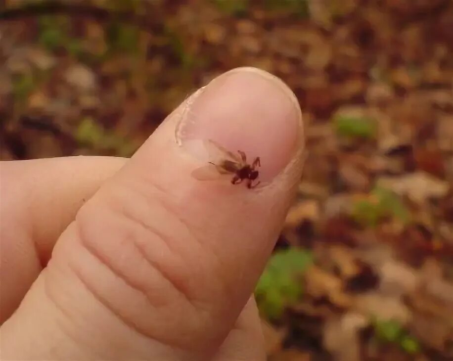 Летающий клещ в лесу фото ДОРОГИЕ ДРУЗЬЯ!! БУДЬТЕ ЛЕТОМ БДИТЕЛЬНЫ В ЛЕСУ К СЕБЕ И К СВОИМ ДОМАШНИМ ЖИВОТНЫ